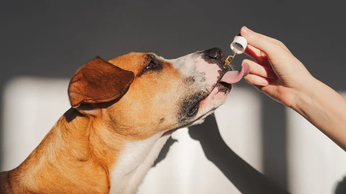 Your Guide to CBD Pet Treats