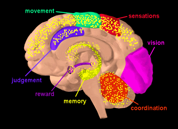 What Does THC Do To The Brain