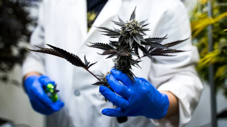 How To Use Delta 9 Terpenes