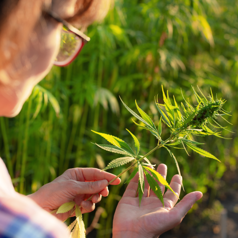 Get Ready for an Elevated 4/20 with Modern CBD & Wellness Las Colinas